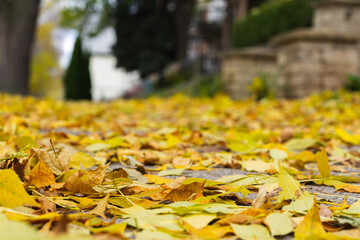 yellow autumn leaves on the sidewalk