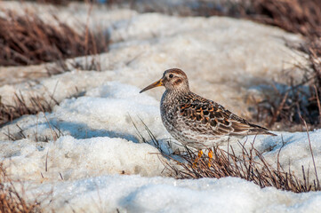 Purple Sandpiper (Calidris maritima) in Barents Sea coastal area, Russia