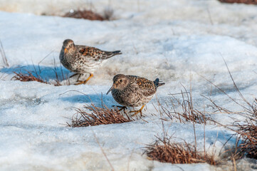 Purple Sandpiper (Calidris maritima) in Barents Sea coastal area, Russia