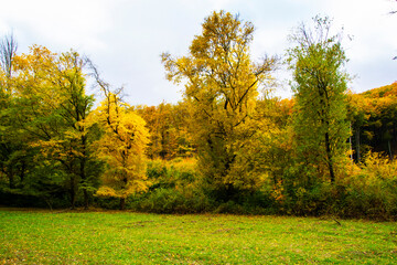 Fototapeta premium Trees in the autumn