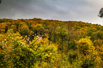 Trees in the autumn