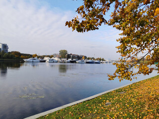 Branches of a tree growing in a park on the river bank, with yellow leaves, a yacht parking lot on the river.