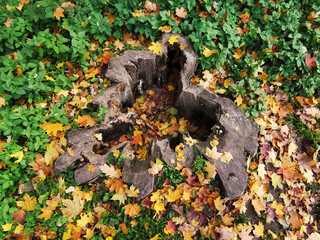 An old textured stump from a large tree, inside and around the fallen bright maple leaves