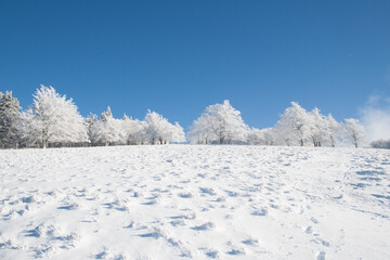Winter trees landscape covered in white snow in a field and blue sky