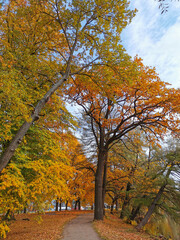 Naklejka premium A road strewn with fallen leaves passes between trees in an autumn park