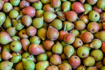 Caruja pears. Native variety of the El Bierzo region, León, Spain.