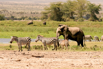Fototapeta na wymiar Paysage Eléphant Loxodonta africana et Zébre Equus quagga burchellii au Kenya