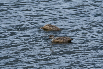 Crested Duck (Lophonetta specularioides) ducklings in Ushuaia area, Land of Fire (Tierra del Fuego), Argentina