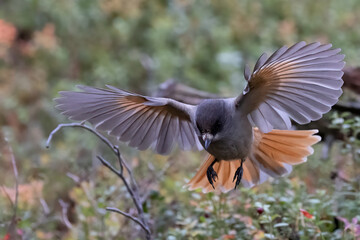 Siberian jay