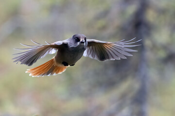 Siberian jay