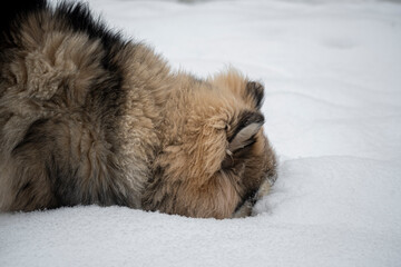 Fluffy Alaskan Malamute nose in snow. Cute young male dog walking in cold meadow in Lithuania. Pet photography. Seletive focus on the animal, blurred background.