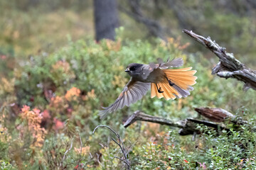 Siberian jay