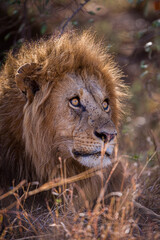 male lion in the grass. Close-up of face.