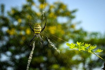 spider on the web. Signature spider.