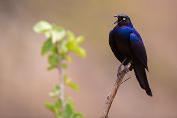 Glossy Sterling perched on a tree branch calling 