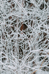 Winter forest with snow. Frozen branches with snow.