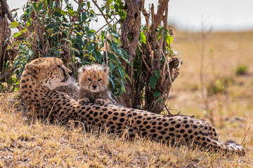 cheetah and cub
