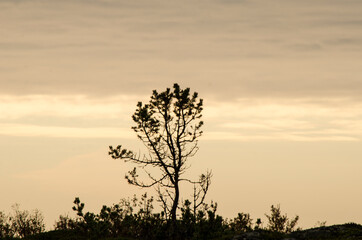 Lonely pine tree against the sky 