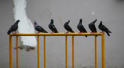 pigeons on the roof