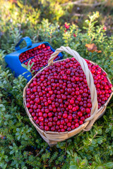 lingonberries in a berry basket