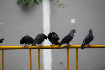 A close-up shot of many randomly positioned pigeons eating from the floor on the street.