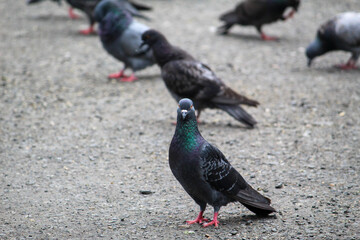 A close-up shot of many randomly positioned pigeons eating from the floor on the street.