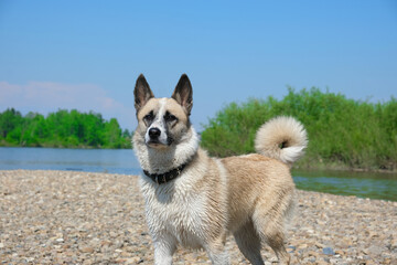 Beautiful dog after swimming in the river, walking near forest pond.