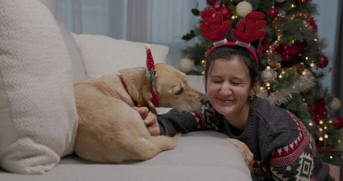 Little dog is licking face of laughing girl while wearing Christmas antlers sitting on sofa at home. Happy young woman celebrating festive season with yellow dog by christmas tree
