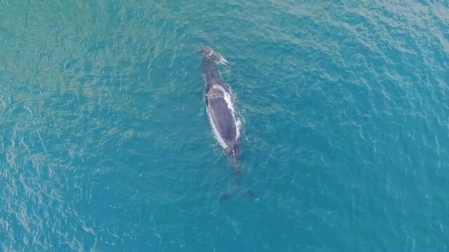 Closeup aerial view of humpback whales family time in clear water of Sainte Marie, Madagascar