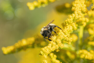 Bumblebee collects pollen on yellow goldenrod blossoms in fall. Concept limited food sources for insects in autumn..