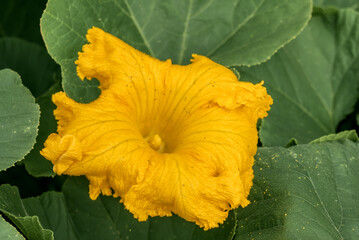 Pumpkin (Cucurbita pepo) in vegetable garden