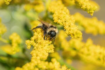 Bumblebe collects pollen on yellow goldenrod blossoms in fall. Concept limited food sources for insects in autumn..