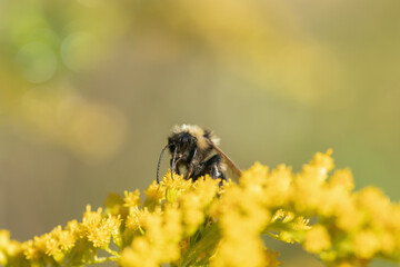 Bumblebe collects pollen on yellow goldenrod blossoms in fall. Concept limited food sources for...
