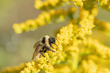 Bumblebe collects pollen on yellow goldenrod blossoms in fall. Concept limited food sources for insects in autumn.