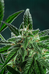 Cannabis plant, ready for harvest. Marijuana flowers in bloom and healthy green leaves. Growing cannabis for medicinal purposes