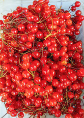 A bunch of Putin berries viburnum fruit