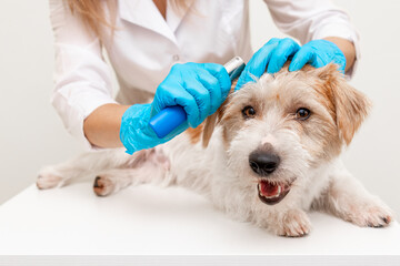 Grooming procedure in a veterinary clinic. A girl in a white coat and blue gloves removes and trims the old coat of an overgrown Jack Russell Terrier puppy on a white table
