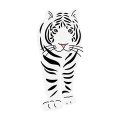 ホワイトタイガー　正面　歩く
