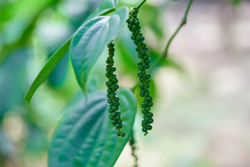 bunch of organic fresh  green pepper plant in the garden