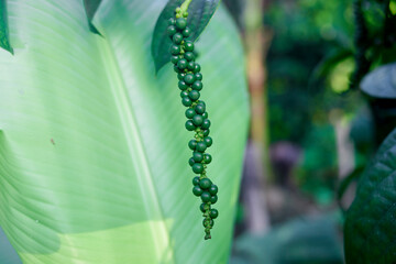 bunch of organic fresh  green pepper plant in the garden