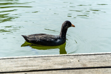 Eurasian coot swim near wooden pier