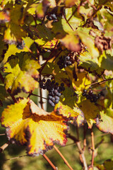 Colorful vineyard, vine leaves, in autumn of white and red grapes