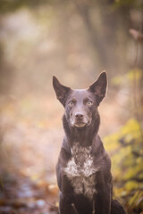 border collie is sitting in the forest. It is autumn portret.