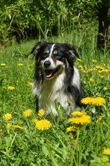 border collie is sitting in dandelious. He is so cute dog.