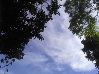 clouds and trees