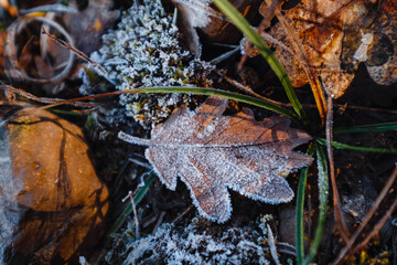 autumn leaves in ice . first frost
