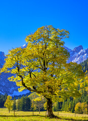 Fototapeta premium Großer Ahornboden, Karwendelgebirge, Tirol, Österreich, Europa