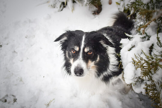 Tricolor border collie is sitting on the field in the snow. He is so fluffy dog.