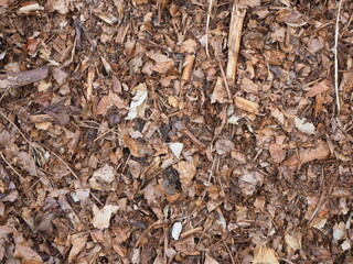 Dry leaves fall on the ground