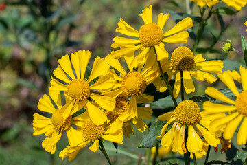 Helenium autumnale Goldrausch blossom bright yellow, autumn flower